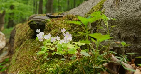 Fire salamander walks between mosses and Wood Sorrel, spring 4k Video stock 89648954