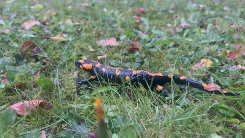 A  fire salamander in the wild 스톡 동영상 347585547