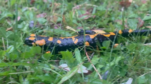 A  fire salamander in the wild 스톡 동영상 347585557