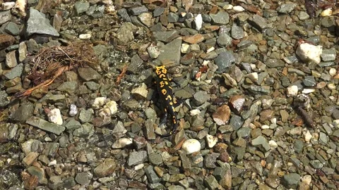 Fire salamander in wild stream environment - Moisture Habitat and Fauna Species Stock Footage 339339818
