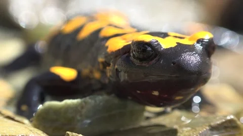 Fire salamander in wild stream environment - Animal Ecology and Land Adaptation Stock Footage 339339827