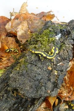 Fire salamanders crawling on mossy decaying wood Stock Photos