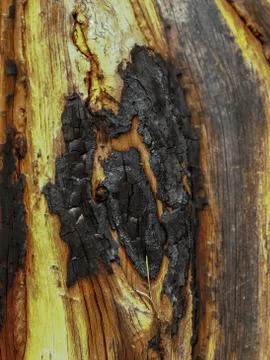 Fire scar on the pine trunk Stock Photos