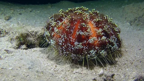 Fire Sea Urchin (Asthenosoma varium) slowly creeps along the bottom of the sea. Stock Footage
