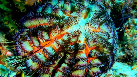 Fire sea urchin moving its venimous spines Stock Footage 112465985