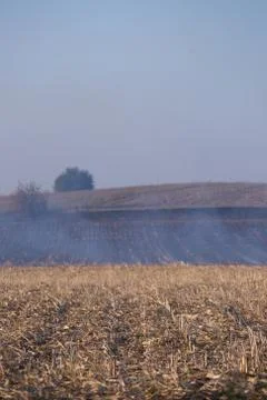 Fire set on corn field.Burning corn field after the harvest Stock Photos