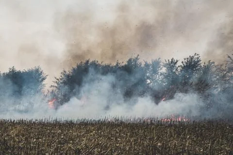 Fire set on corn field.Burning corn field after the harvest Stock Photos