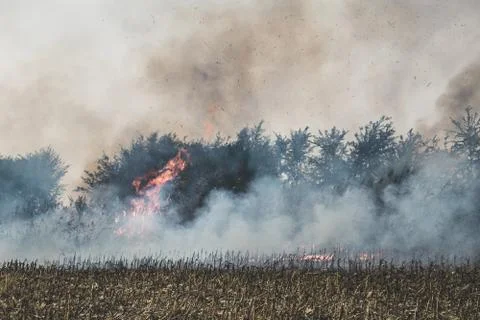 Fire set on corn field.Burning corn field after the harvest Stock Photos