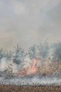 Fire set on corn field.Burning corn field after the harvest Stock Photos