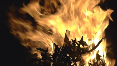 Fire. Silhouetted leaves burning in fire with large flames Stock Footage 86646718