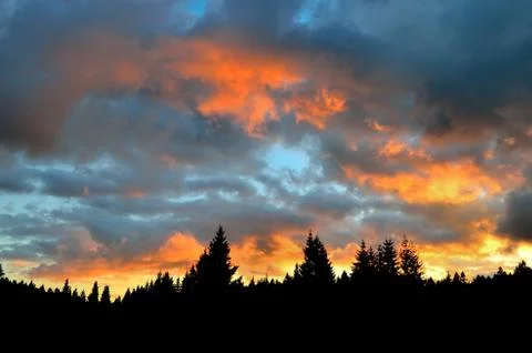 Fire sky of sunset over spruce forest Stock Photos
