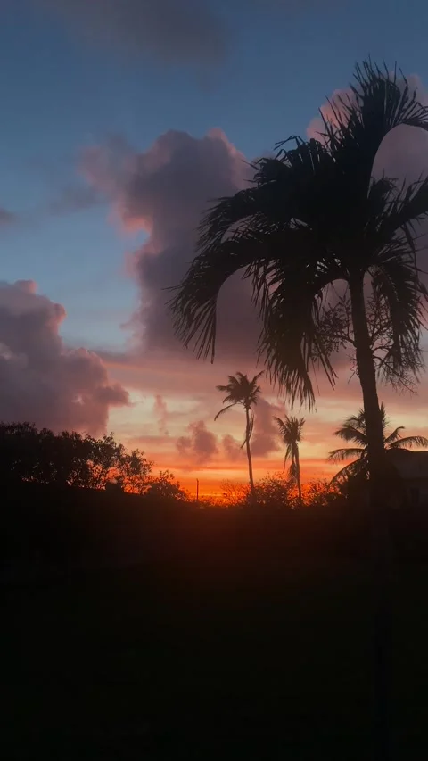 Fire sky sunset over tropical palm trees in Barbados Stock Footage 331958372