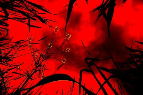 Fire In The Sky Upon The Black Wheats and The Yellow Flowers Foto stock