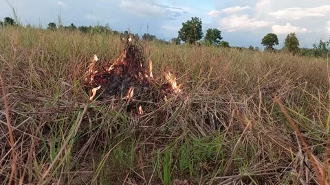 Fire slowly spreading through a pile of dry grass in a rural field Stock-Footage 335731428