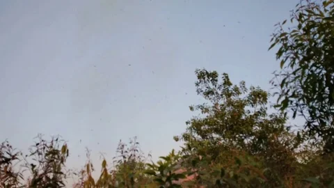 Fire smoke Stock Footage 124453559