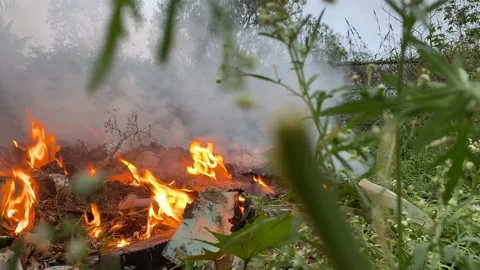 Fire with smoke in forest Stock Footage 166044462