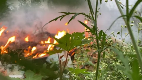 Fire with smoke in the forest Vídeos de archivo 166044489