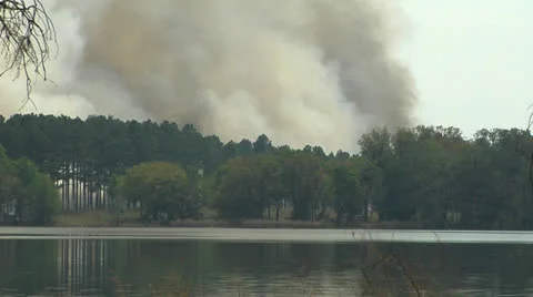 Fire, Smoke rises from controlled fire over Pine trees Stock Footage 23931119