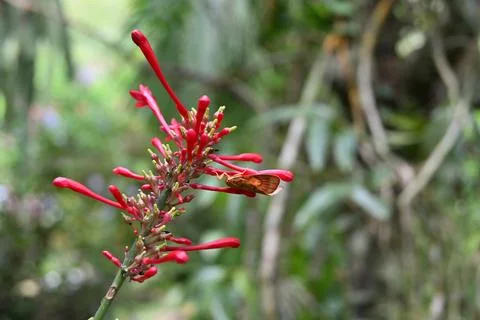 A Fire Spike flower cluster with a triangular orange colored moth sitting Stock Photos