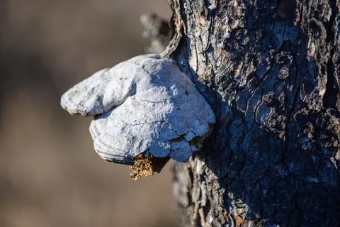 Fire Sponge I - Phellinus igniarius Stock Photos