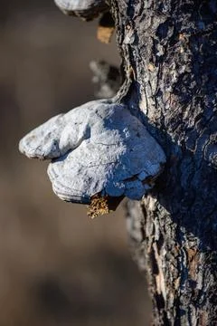 Fire Sponge II - Phellinus igniarius Stock Photos
