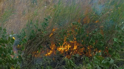 Fire spreads casually to the field with a grain crop Stock Footage 82805465