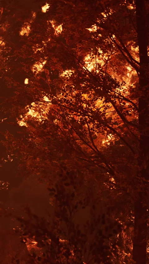 Fire spreads through trees in forest during nighttime Stock Footage 346756975