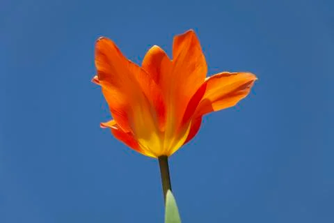 Fire on stalk Stock Photos