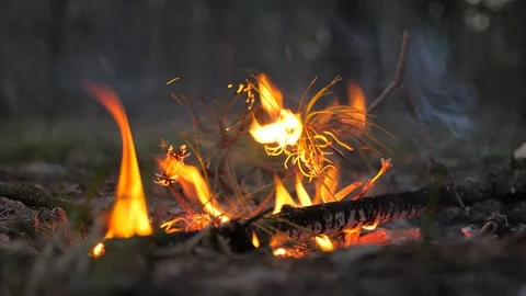 Fire starts in the forest. Arson in Park. Setting fire to nature, flora, fauna Stock Footage 106535532