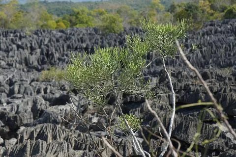 Fire Stick Tree at Tsingy Stock Photos