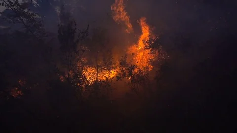 Fire storm in the forest at dusk Stock Footage 77748094