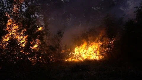 Fire storm in the forest at dusk Stock Footage 77748772