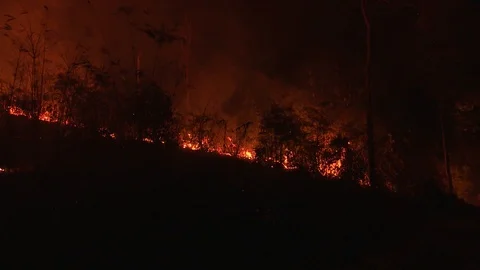 Fire storm in the forest at dusk 動画素材 86936002