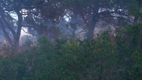 Fire storm in the forest Video stock 77813385