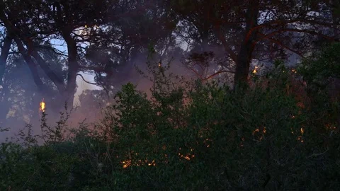 Fire storm in the forest Stock Footage 77814447