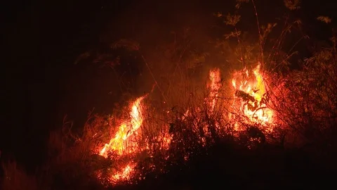 Fire storm in the forest 動画素材 86936020