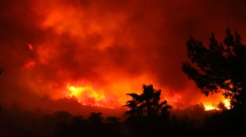 Fire storm in the forest – hell on earth. Stock Footage
