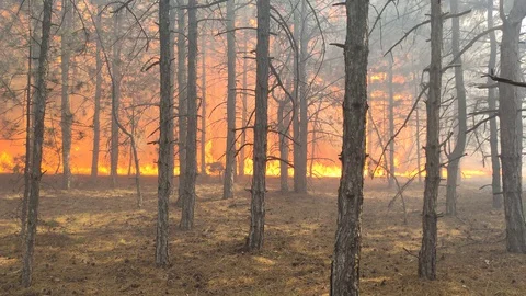 Fire Storm In The Forest – Hell On Earth. Stock-Footage 129311783