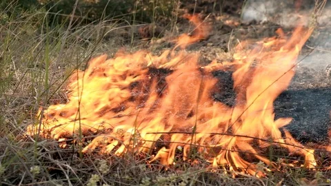 Fire Storm In The Forest – Hell On Earth. 스톡 동영상 129311813