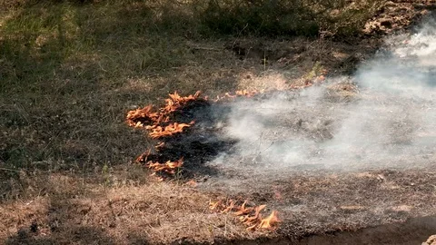 Fire Storm In The Forest – Hell On Earth. 스톡 동영상 129311841