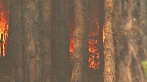 Fire storm in the mountain forest, fire destroys thousands of acres of trees Video stock 48199908