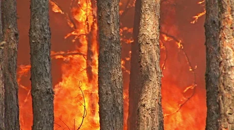 Fire storm in the mountain forest, fire destroys thousands of acres of trees Video stock 48200094