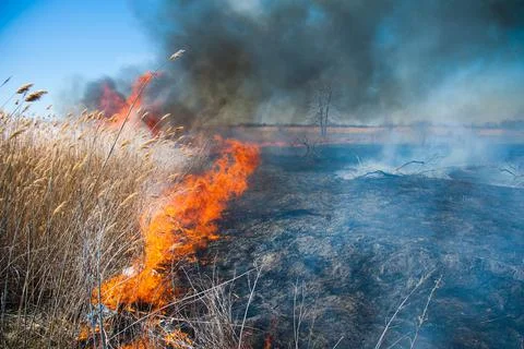 Fire, strong smoke. Burning reed in the swamp. Natural disaster Stock Photos