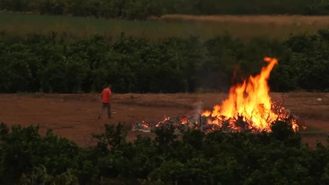 Fire of stubble 库存影片 162030792