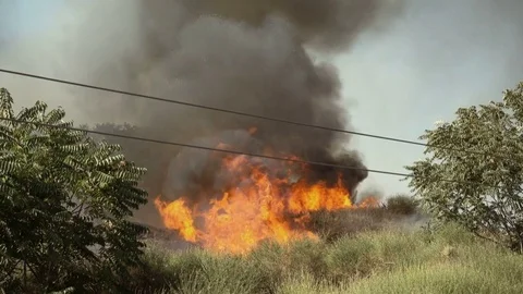 Fire in summer: Bushes and forest burning Stock Footage 80150512