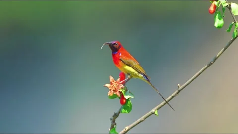 Fire-tailed Sunbird Perched on Tree Branch Feeding on Red Flower Nectar Vídeos de archivo 330214119