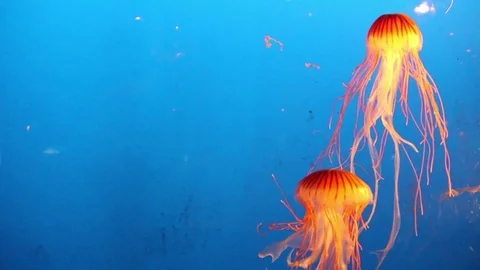 Fire Tendril Jellyfish Stock Footage 75021026