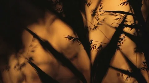 Fire through the plant Stock Footage 78871353