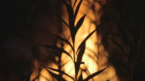 Fire through the plant Stock Footage 78871781