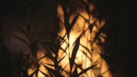 Fire through the plant Stock Footage 78871843
